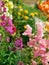 Pink snapdragon and many multicoloured flowers in the background