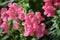 Pink Snapdragons