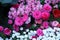 Pink Snapdragons, Pink and Red Ranunculus and White Candytuft Flowers Blooming in a Garden