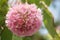 Pink snowball tree, also called Dombeya cayeuxii