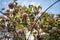 Pink snowball tree, also called Dombeya cayeuxii