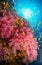 Pink soft coral and anthia coral reef