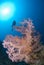 Pink soft coral with scuba diver silhouette.