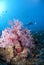 Pink soft coral and scuba diver silhouette.