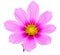 Pink sonata flower