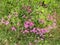Pink Sorrel - Oxalis articulata, Norfolk, England, UK