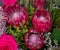 Pink South African proteas and roses
