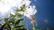 Pink sow thistle with seeds against the sky