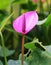 Pink spadix