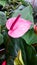 Pink spadix flower