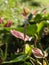 Pink spadix flowers