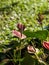 Pink spadix flowers