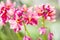 Pink spathoglottis plicata blume group close up or ground orchid blooming in garden background