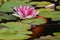 Pink Speckled White Water Lotus Orange Koi