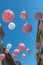 Pink Spherical Paper Lanterns Hanged in Porto Street among House