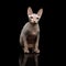 Pink Sphynx Cat Isolated on Black Background