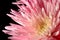 Pink Spider Chrysanthemum