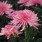 Pink spider chrysanthemum morifolium flower