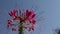 Pink spider flowers blooming with light wind in nature garden on bright blue sky background