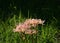 Pink spider lily, Japan