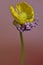 Pink Spider under Yellow Flower, Macro Theme