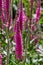 Pink spiked speedwell perennial flowers in a sunny garden