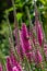 Pink spiked speedwell perennial flowers in a sunny garden