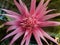 Pink Spikey Flower with Large Green Leaves Close Up View