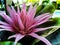 Pink Spikey Flower with Large Green Leaves Side View