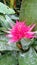 Pink spiky cactus