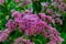 Pink spindly flowering plant. Hemp Agrimony, Eupatorium cannabinum, Flowering joe pye weed