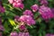 Pink Spiraea japonica