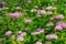 Pink spirea flowers