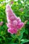 Pink Spirea flowers on bush. Spiraea flowers decorative gardening management