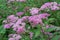 Pink spirea Japanese, feather-fern, Astilbe japonica or cuckoo bee