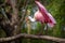 Pink spoon bird on the branch in zoo