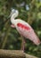 Pink Spoonbill bird