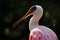 Pink Spoonbill bird. Beautiful sunrise with bird, Platalea ajaja, Roseate Spoonbill, in the water sun back light, detail portrait