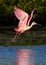 Pink Spoonbill takes flight