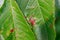 Pink spots on cherry leaves. Diseases of fruit trees, lack of trace elements in the soil.