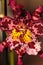 Pink spotted Cattleya orchid flower morph