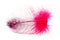 Pink spotted feather on white