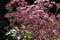 Pink Spotted Joe-Pye Weed Eutrochium Maculatum Flower Plant