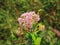 Pink Spotted Joe-Pye Weed flower or Eutrochium Maculatum blurred background