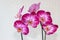 Pink spotted phalaenopsis flowers group