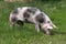 Pink spotted pig graze on meadow