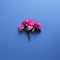 Pink spray carnation flowers on dark blue background