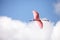 Pink spread wings of a flying roseate spoonbill bird Platalea ajaja