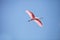 Pink spread wings of a flying roseate spoonbill bird Platalea ajaja