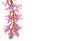 Pink sprig of hyacinth on a white isolated background